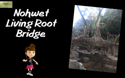 Nohwet Living Root Bridge